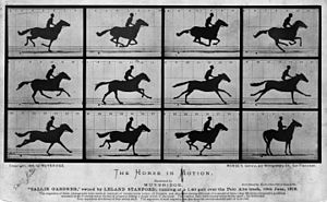 12 Frames from Eadweard Muybridge’s series The Horse in Motion.
